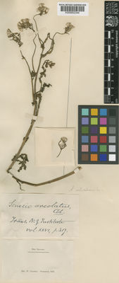 Kew Gardens K000852344:  Colenso, W. [s.n.] New Zealand