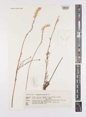 Stackhoue Flower Stackhousia Sm. | Plants of the World Online | Kew Science