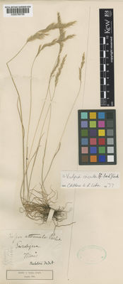 Kew Gardens K000789795:  Parlatore, F. [s.n.] Italy