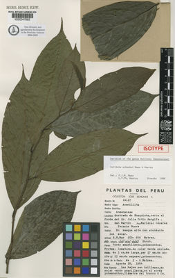 Kew Gardens K000047682:  Schunke, J.V. [14117] Peru