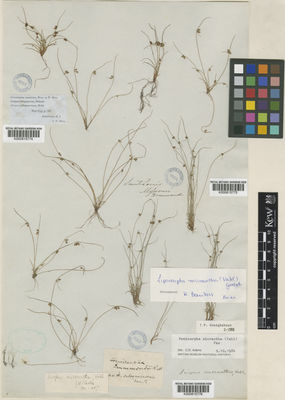 Kew Gardens K000815776:  s.coll. [s.n.] Northern America