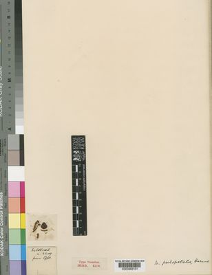 Kew Gardens K000263131:  Mildbraed, J. [3209]