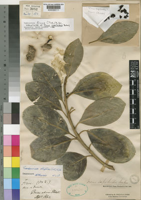 Kew Gardens K000350111:  Ayres, P., B. [s.n.] Mauritius