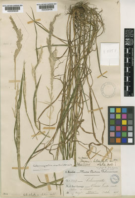 Kew Gardens K000308526:  s.coll. [s.n.] Bolivia