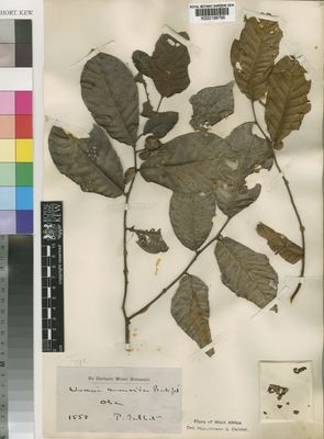 Kew Gardens K000198786:  Talbot, P. [1558] Nigeria