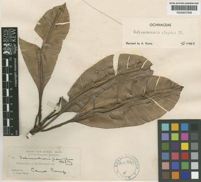 Kew Gardens K000657959:  Boden Kloss, C. [s.n.] Indonesia