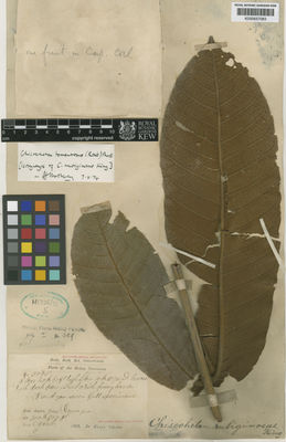 Kew Gardens K000657083:  King (Dr.)'s Collector [5095] Malaysia