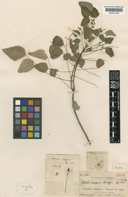 Kew Gardens K000531626:  Sprague, T.A. [232] Colombia