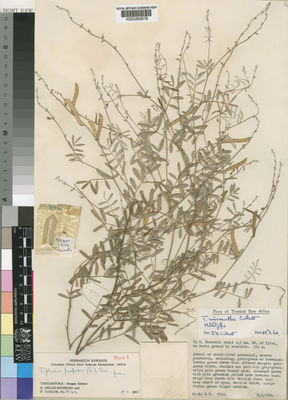 Kew Gardens K000262678:  Milne-Redhead, E.; Taylor, P. [9122] Tanzania