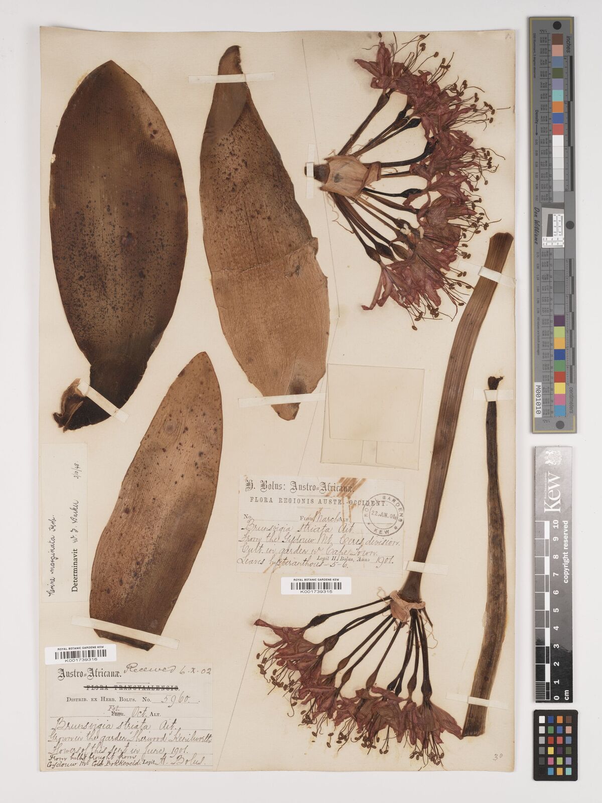 Brunsvigia marginata (Jacq.) W.T.Aiton | Plants of the World Online | Kew  Science