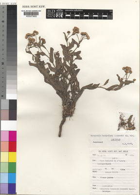 Kew Gardens K000273825:  De Witte [2774] Congo, Democratic Republic of the