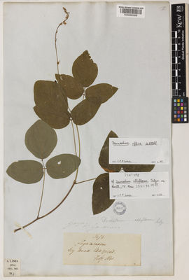 Kew Gardens K000880928:  Gardner, G. [3676] Brazil