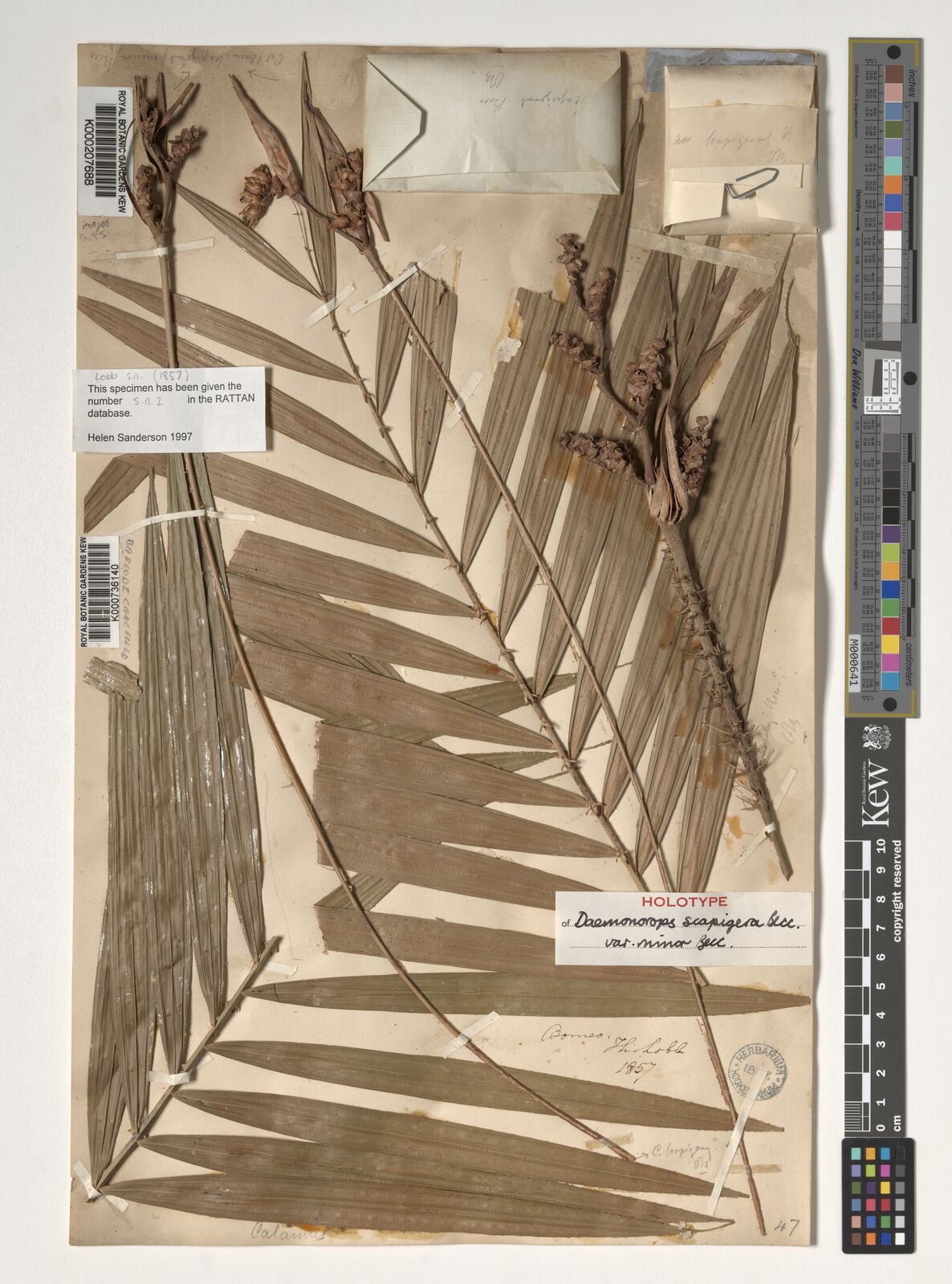 Kew Gardens K000736140:  Lobb, T. [s.n.] Malaysia