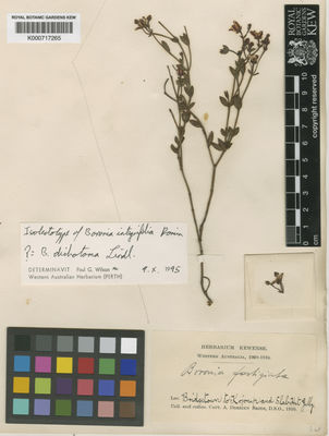 Kew Gardens K000717265:  Dorrien Smith, A.A. [s.n.] Australia