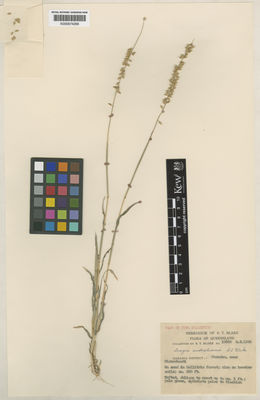 Kew Gardens K000674266:  Blake, S., T. [10660] Australia