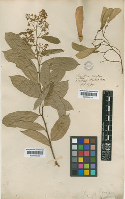 Kew Gardens K000592328:  [Wallich] [4195b] India