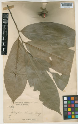 Kew Gardens K000574593:  Dr. King's Collector [89] India