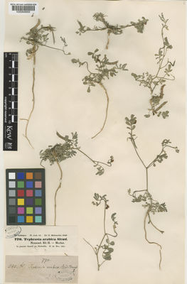 Kew Gardens K000848859:  Schimper, W. [770] Saudi Arabia