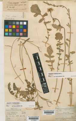 Kew Gardens K000653872:  s.coll. [579] Italy