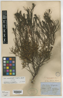 Kew Gardens K000791545:  Wilhelmi, C. [s.n.] Australia