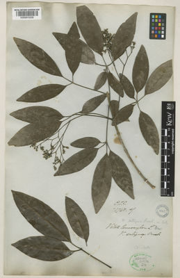 Kew Gardens K000910230:  s.coll. [1748]