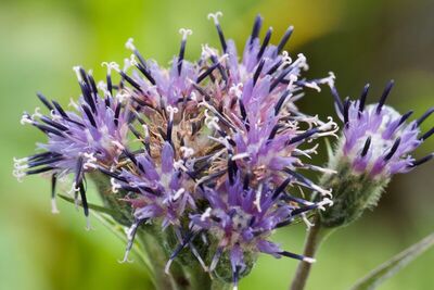 Saussurea DC. | Plants of the World Online | Kew Science