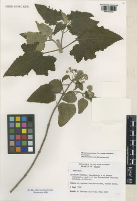 Kew Gardens K001040325:  Hartman, R.L.; Funk, V. [4225] Mexico