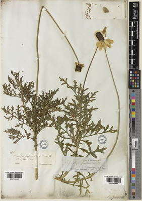 Kew Gardens K001065864:  Gray, A. [s.n.]