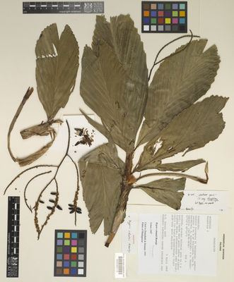 Kew Gardens K000300113:  Schatz, G.E.; Goldblatt, P.; Rakotozafy, A.; Randrianasolo, J. [2687] Madagascar