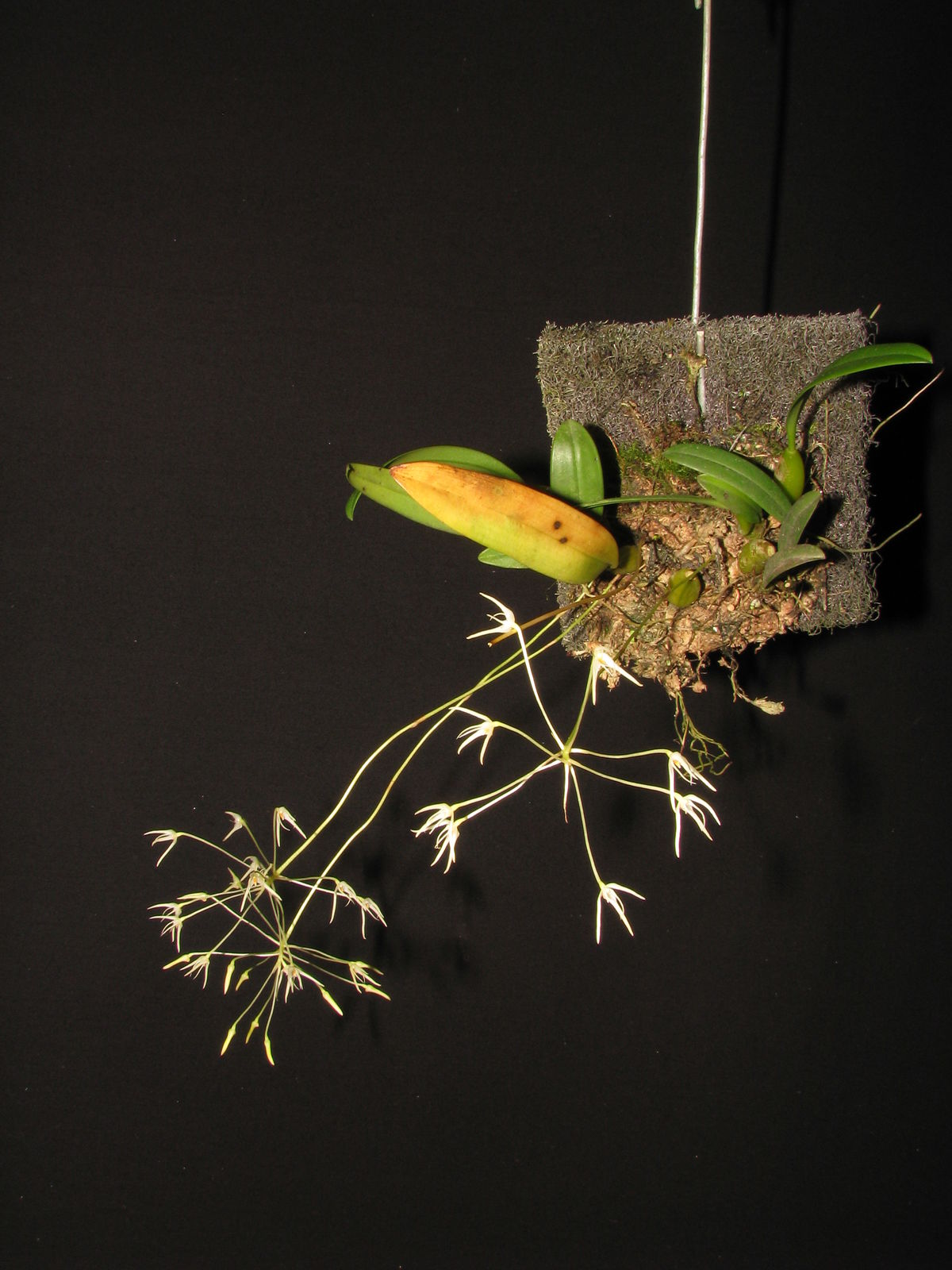 Bulbophyllum laxiflorum (Blume) Lindl. | Plants of the World Online ...
