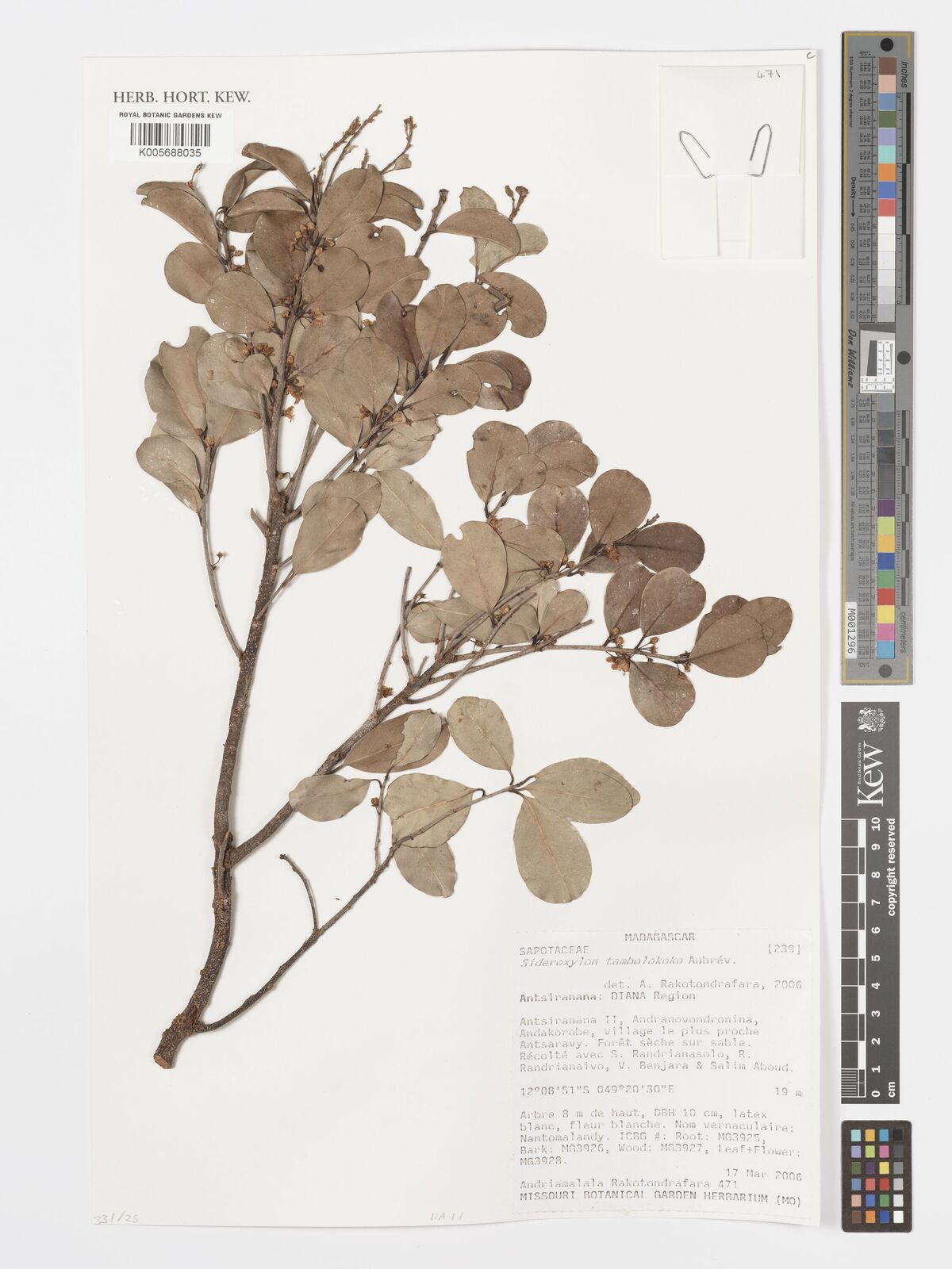 Sideroxylon tambolokoko Aubrév. | Plants of the World Online | Kew Science