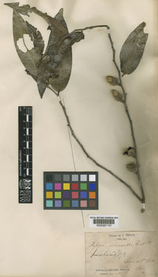 Kew Gardens K000221101:  Triana, J. [s.n.] Colombia