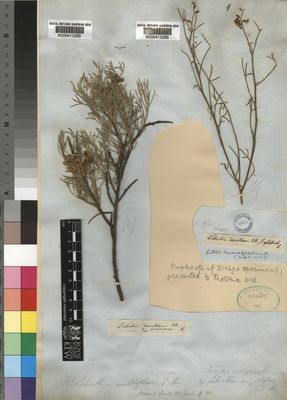 Kew Gardens K000413286:  Drege [s.n.] South Africa