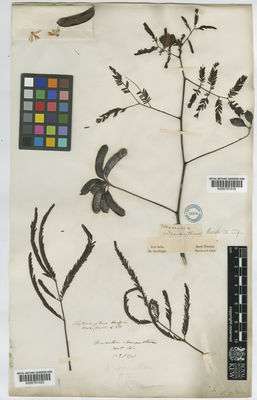 Kew Gardens K000791020:  s.coll. [5298] India