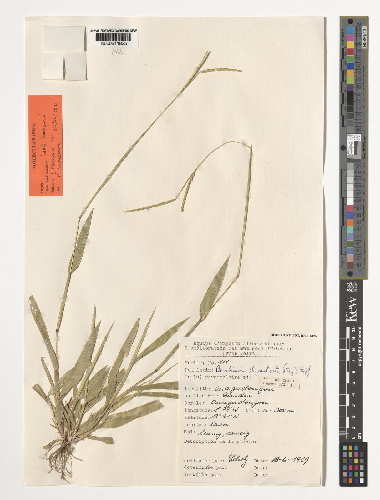 Brachiaria stigmatisata