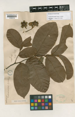 Kew Gardens K000691190:  Champion, J.G. [s.n.] Hong Kong