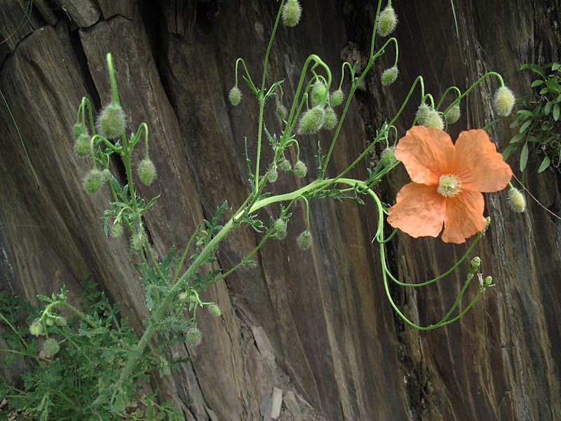 Papaver armeniacum (L.) DC. | Plants of the World Online | Kew Science