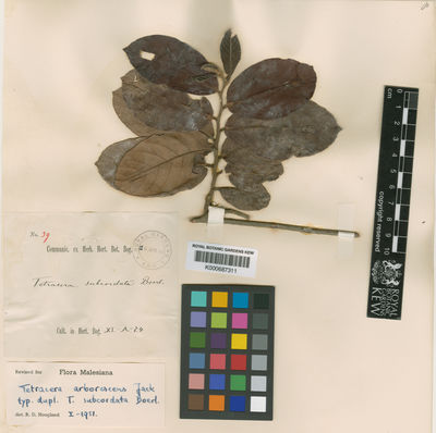 Kew Gardens K000687311:  s.coll. [39]