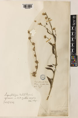 Kew Gardens K000978452:  Wallich, N. [3055] India