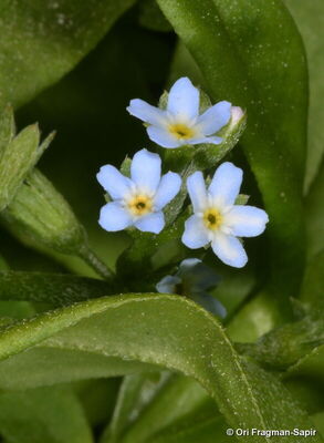 Myosotis laxa subsp. cespitosa (Schultz) Hyl. ex Nordh. | Plants