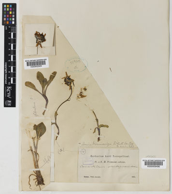 Kew Gardens K000009496:  Przewalski, N.M. [s.n.]