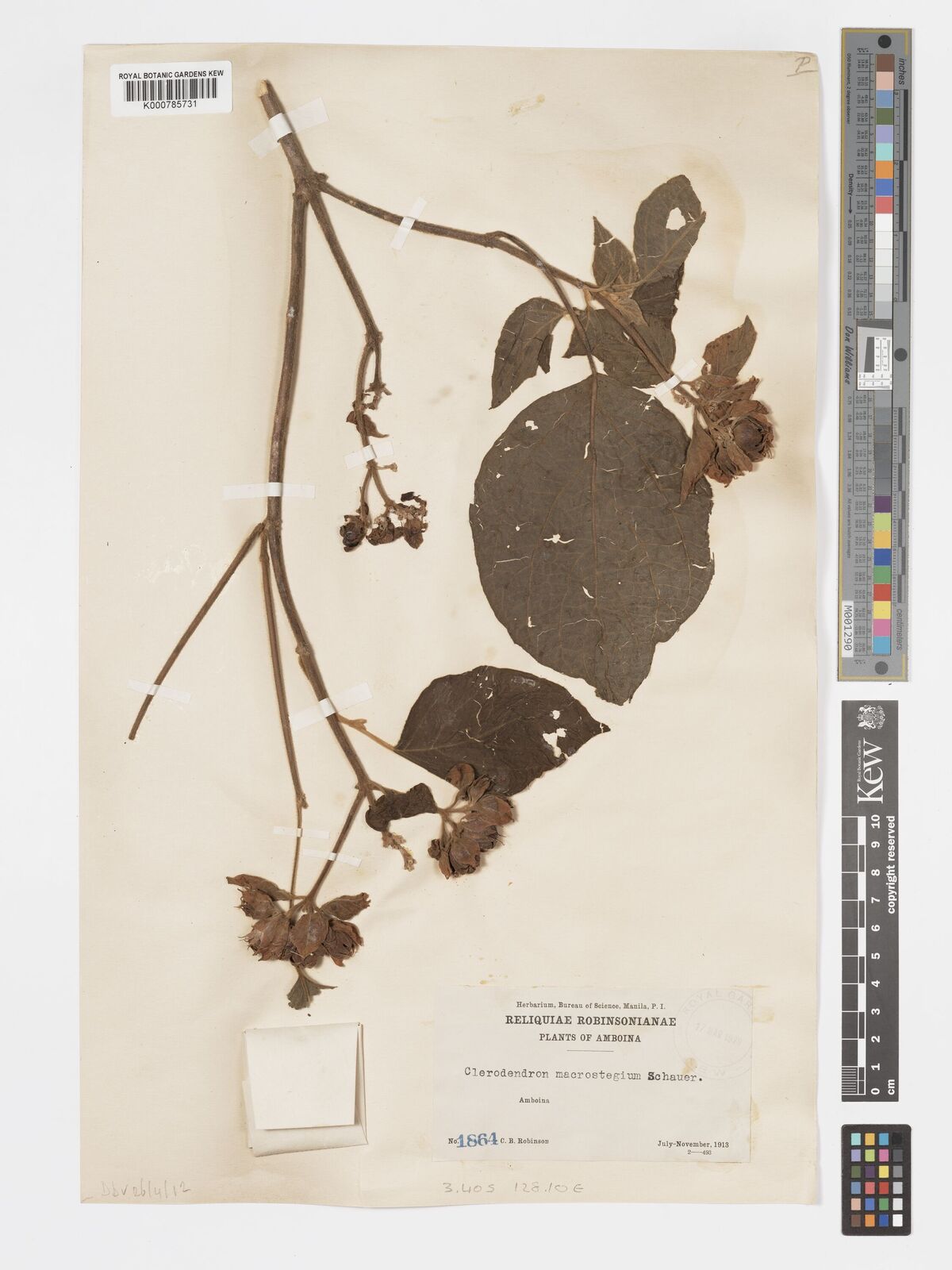 Clerodendrum macrostegium