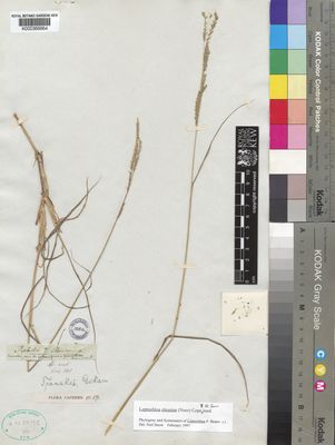 Kew Gardens K000366664:  Drege [s.n.] South Africa