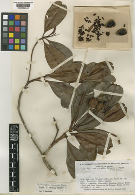 Kew Gardens K000382242:  Krukoff, B.A. [7006] Brazil