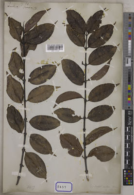 Kew Gardens K001125550:  Wallich, N. [Cat. no. 8457]