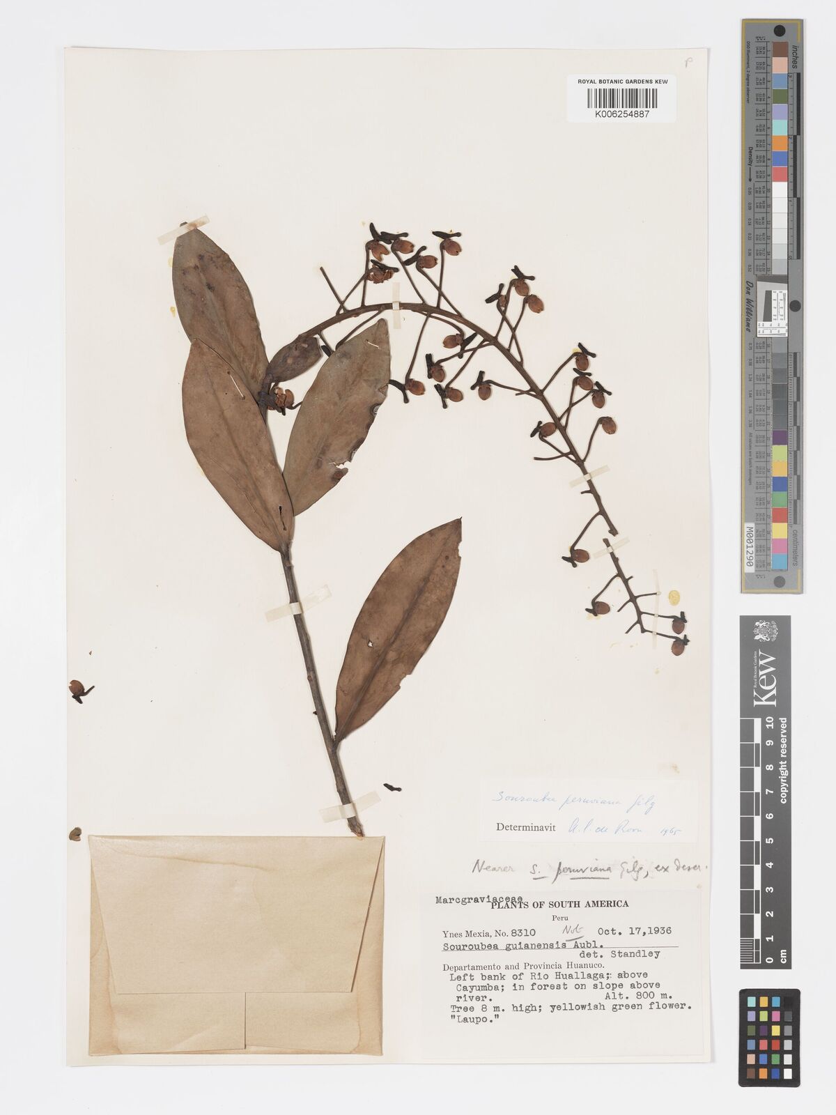 Souroubea peruviana
