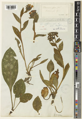 Kew Gardens K001085772:  Jordan, A. [s.n.] France