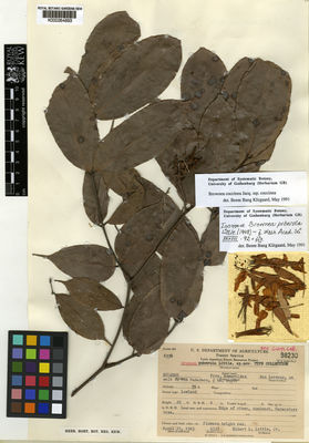 Kew Gardens K000264893:  Little, E.L. [6338] Ecuador