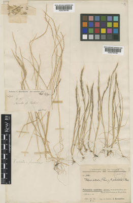 Kew Gardens K000789769:  Haussknecht, C. [s.n.] Syria