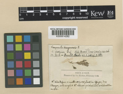 Kew Gardens K000814282:  s.coll. [s.n.] Spain